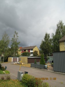 Trädnedtagning 2013 007